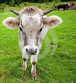 Cow on meadow