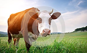 Cow in meadow