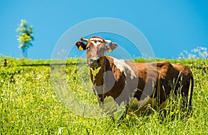 Cow and the Meadow