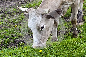 Cow in the meadow