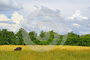 Cow on a meadow