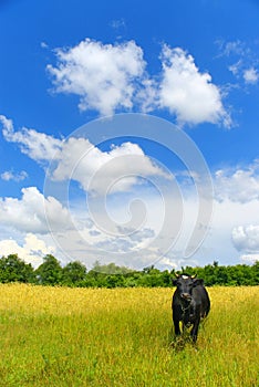 Cow on a meadow