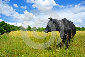 Cow on a meadow