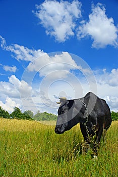 Cow on a meadow