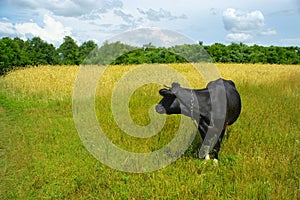 Cow on a meadow