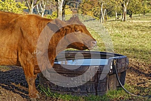 Cow on a meadow