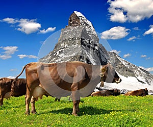 Cow in the meadow.In the background of the Matterhorn