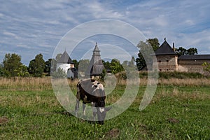 Cow on meadow. At background Tararygin tower, tower of the Upper Grids and Taylovskaya tower with fortress wall of Holy Dormition