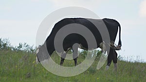 A cow in a meadow is chewing grass. cattle breeding. livestock and dairy business concept. cattle grazing. farmer's cow