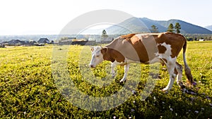 Cow at the meadow in countriside