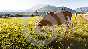 Cow at the meadow in countriside