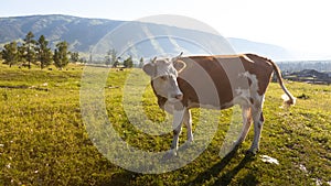 Cow at the meadow in countriside