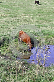 Cow on meadow drinks