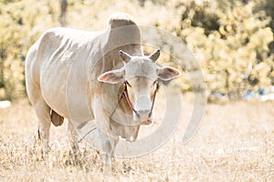 Cow in the meadow, eating grass in the meadow