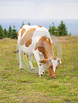 Cow in meadow eating grass