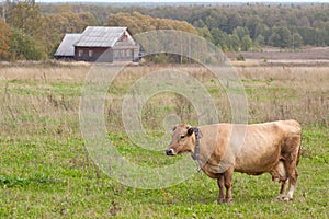 A cow in a meadow in front of house