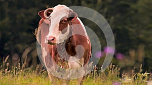 Cow on the meadow grazing the grass. Farming background. Green tourism concept. Healthy lifestyle concept. Small