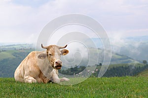 Cow in meadow with misty hills