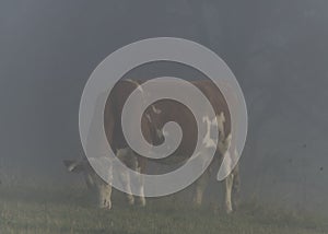 Cow on meadow in morning fog near Slovakia border