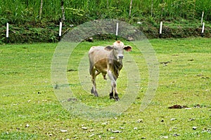 Cow on a meadow near Perez Zeledon photo