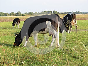 Cow in meadow outfield grass lea graze there is a grove behind