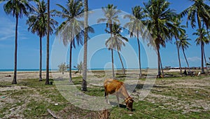 Cow in a meadow, palm trees behind, Thailand. Cow on Beautiful Tropical beach