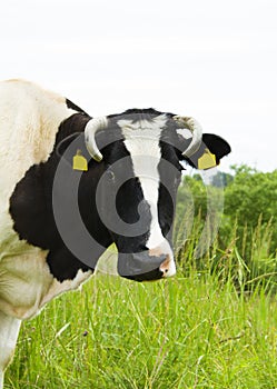 Cow in the meadow, portraite