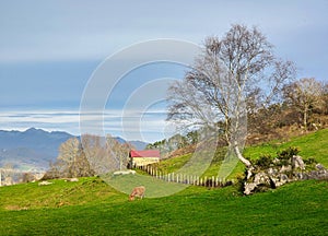 Cow, meadow, tree and cabin, Nava municipality, Asturias, Spain photo