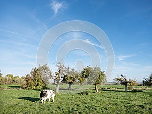 cow in meadow and trees under blue sky in belgian countryside near Mons or Bergen on sunny autumn day