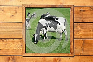 Cow meadow view from wooden window