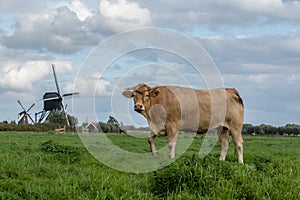 Cow on the meadow with windmills