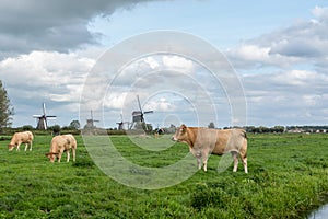 Cow on the meadow with windmills