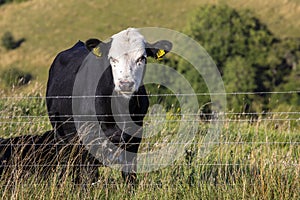 A Cow at Melbury Down in Dorset, UK