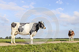 Cow milk cattle black and white, standing on a path, Holstein cattle, a blue sky and horizon over land in the Netherlands