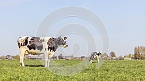 Cow milk cattle black and white, standing side view, Holstein cattle, a blue sky and horizon over land in the Netherlands