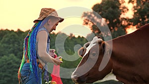 cow milk. feed the cow. Female farmer, with rainbow hair, feeds apples to cow on green meadow, at sunset. milking. dairy