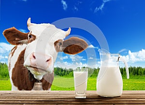 Cow and milk photo