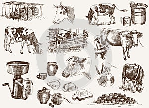 Cow and milk products