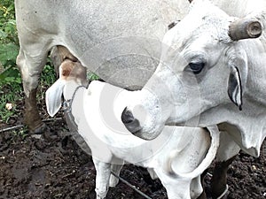 Una vaca ordeno el becerro 