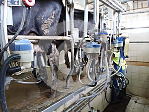 Cow milking equipment