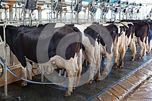 Cow milking facility