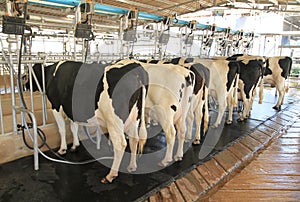 Cow milking facility