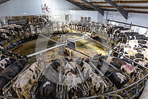 Cow milking facility on dairy farm photo