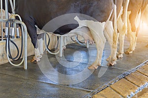 Cow milking facility and machine milking equipment in farm