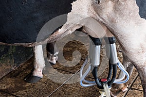 Cow milking facility and mechanized milking equipment