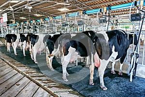 Cow milking facility with modern milking machines.