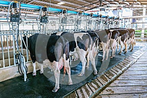 Cow milking facility with modern milking machines.