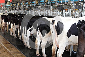 Cow Milking Factory photo