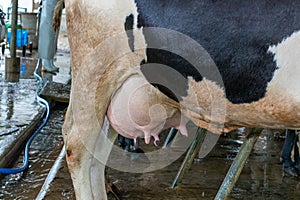 Cow is milking in a milking station on a farm photo