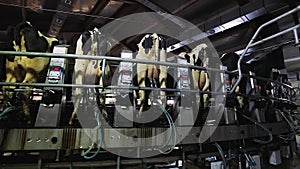Cow milking on modern farm. Dairy cows at dairy factory. Process milking cows. Dairy cows on milking machine. Automated